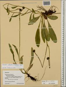 Pilosella flagellaris (Willd.) Arv.-Touv., Eastern Europe, Western region (E3) (Russia)