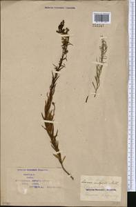 Linaria vulgaris Mill., Middle Asia, Syr-Darian deserts & Kyzylkum (M7) (Kazakhstan)