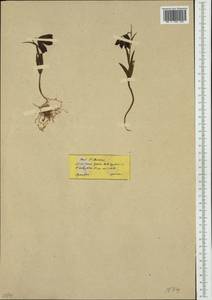 Fritillaria graeca Boiss. & Spruner, Western Europe (EUR) (Greece)