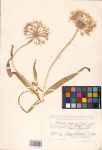 Allium caspium (Pall.) M.Bieb., Middle Asia, Caspian Ustyurt & Northern Aralia (M8) (Kazakhstan)