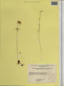 Cardamine tenuifolia Hook., Siberia, Russian Far East (S6) (Russia)