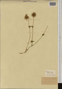 Trifolium stellatum L., Western Europe (EUR) (France)