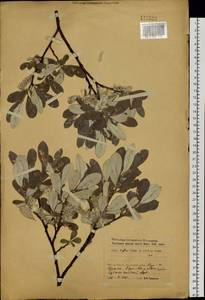 Salix krylovii E. L. Wolf, Siberia, Baikal & Transbaikal region (S4) (Russia)