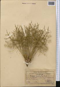 Anabasis jaxartica (Bunge) Benth. ex Iljin, Middle Asia, Western Tian Shan & Karatau (M3) (Kazakhstan)