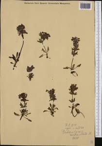 Pedicularis verticillata L., Western Europe (EUR) (Italy)