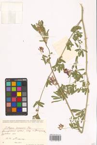 Lathyrus komarovii Ohwi, Siberia, Russian Far East (S6) (Russia)