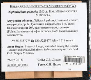 Niphotrichum panschii (Müll. Hal.) Bedn.-Ochyra & Ochyra, Bryophytes, Bryophytes - Russian Far East (excl. Chukotka & Kamchatka) (B20) (Russia)