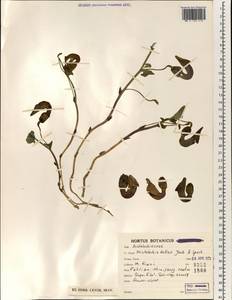 Aristolochia bottae Jaub. & Sp., South Asia, South Asia (Asia outside ex-Soviet states and Mongolia) (ASIA) (Iran)