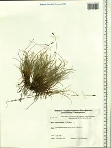 Carex parallela subsp. redowskiana (C.A.Mey.) T.V.Egorova, Siberia, Central Siberia (S3) (Russia)