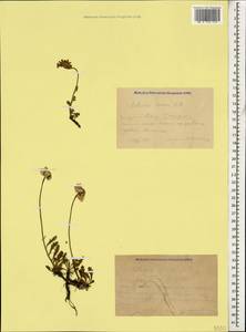 Anthemis cretica subsp. iberica (M. Bieb.) Grierson, Caucasus, Krasnodar Krai & Adygea (K1a) (Russia)