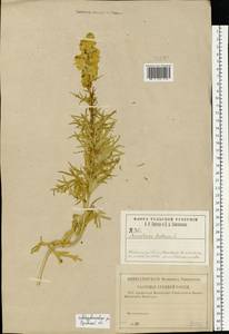 Aconitum anthora subsp. anthora, Eastern Europe, Central forest-and-steppe region (E6) (Russia)