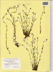 Myosotis ramosissima Rochel, Caucasus, Black Sea Shore (from Novorossiysk to Adler) (K3) (Russia)