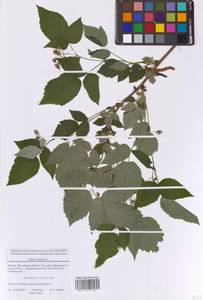 Rubus idaeus L., Eastern Europe, Moscow region (E4a) (Russia)