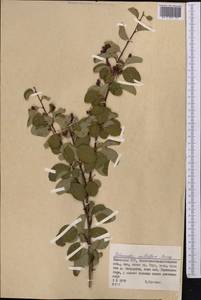 Cotoneaster multiflorus Bunge, Middle Asia, Dzungarian Alatau & Tarbagatai (M5) (Kazakhstan)