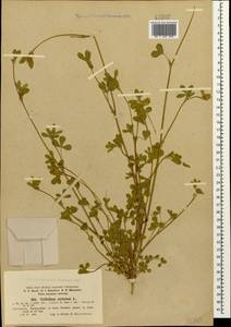 Trifolium striatum L., Caucasus, Abkhazia (K4a) (Abkhazia)