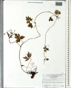 Ranunculus repens L., Eastern Europe, Central forest region (E5) (Russia)