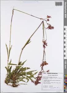 Viscaria vulgaris Röhling, Eastern Europe, Belarus (E3a) (Belarus)