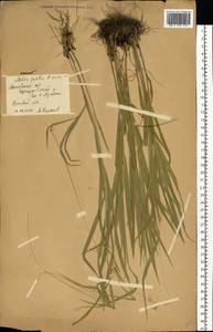 Melica picta K.Koch, Eastern Europe, Moscow region (E4a) (Russia)