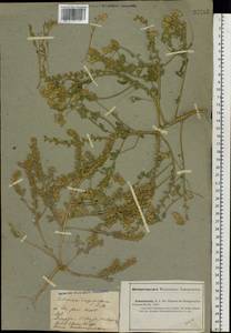 Alyssum dasycarpum Stephan, Middle Asia, Caspian Ustyurt & Northern Aralia (M8) (Kazakhstan)