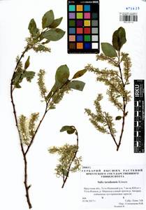 Salix taraikensis Kimura, Siberia, Baikal & Transbaikal region (S4) (Russia)