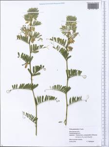 Vicia pannonica Crantz, Eastern Europe, Moscow region (E4a) (Russia)