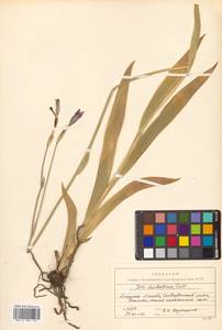 Iris dichotoma Pall., Siberia, Russian Far East (S6) (Russia)