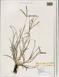 Eleusine indica (L.) Gaertn., South Asia, South Asia (Asia outside ex-Soviet states and Mongolia) (ASIA) (Vietnam)