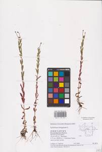 Epilobium tetragonum L., Eastern Europe, Central region (E4) (Russia)