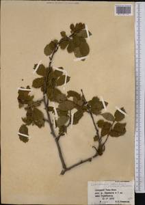 Prunus triloba Lindl., Middle Asia, Western Tian Shan & Karatau (M3) (Uzbekistan)