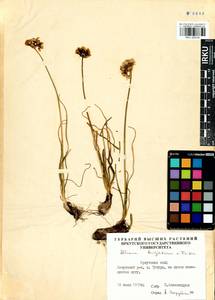 Allium burjaticum N.Friesen, Siberia, Baikal & Transbaikal region (S4) (Russia)
