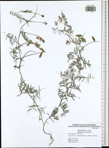Vicia hirsuta (L.)Gray, Eastern Europe, Central region (E4) (Russia)