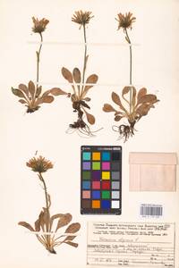 Hieracium alpinum L., Eastern Europe, Northern region (E1) (Russia)