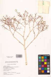 Crambe tataria Sebeók, Eastern Europe, Lower Volga region (E9) (Russia)