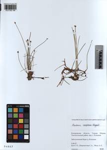 KUZ 002 185, Eleocharis fennica var. sareptana (Zinserl.) Zinserl., Siberia, Altai & Sayany Mountains (S2) (Russia)