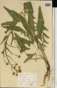 Bunias orientalis L., Eastern Europe, Volga-Kama region (E7) (Russia)