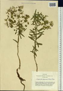Euphorbia tshuiensis (Prokh.) Serg. ex Krylov, Siberia, Altai & Sayany Mountains (S2) (Russia)