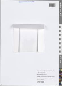 Heracleum sphondylium subsp. sibiricum (L.) Simonk., Eastern Europe, Moscow region (E4a) (Russia)