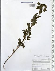 Ribes uva-crispa, Eastern Europe, Central forest region (E5) (Russia)
