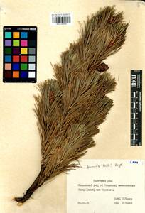 Pinus pumila (Parl.) Regel, Siberia, Baikal & Transbaikal region (S4) (Russia)