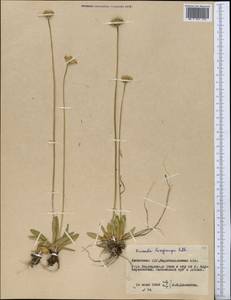 Primula longiscapa Ledeb., Middle Asia, Muyunkumy, Balkhash & Betpak-Dala (M9) (Kazakhstan)
