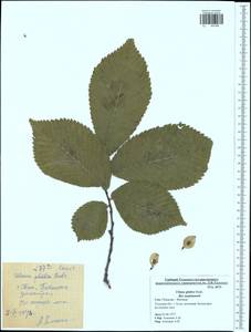 Ulmus glabra, Eastern Europe, Central region (E4) (Russia)
