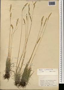 Koeleria pyramidata (Lam.) P.Beauv., Mongolia (MONG) (Mongolia)