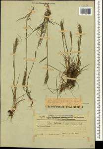 Poa bulbosa L., Caucasus, Azerbaijan (K6) (Azerbaijan)