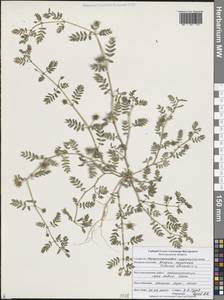Tribulus terrestris L., Eastern Europe, Central forest-and-steppe region (E6) (Russia)