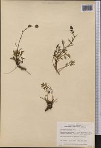 Artemisia norvegica subsp. saxatilis (Besser) H. M. Hall & Clem., America (AMER) (Canada)