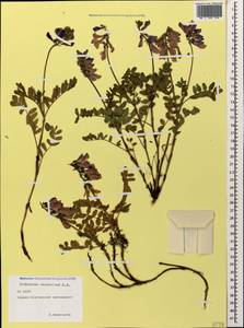 Hedysarum caucasicum M.Bieb., Caucasus, North Ossetia, Ingushetia & Chechnya (K1c) (Russia)