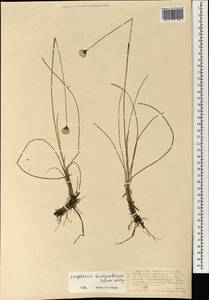 Eriophorum brachyantherum Trautv. & C.A.Mey., Mongolia (MONG) (Mongolia)