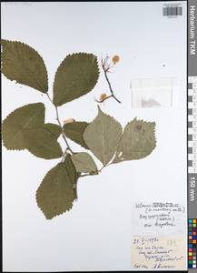 Ulmus glabra Huds., Eastern Europe, Central region (E4) (Russia)