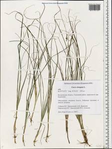 Carex elongata L., Eastern Europe, Central forest region (E5) (Russia)