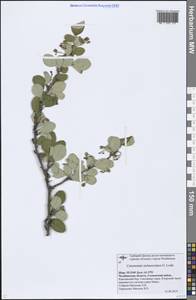 Cotoneaster melanocarpus G. Lodd., Eastern Europe, Eastern region (E10) (Russia)